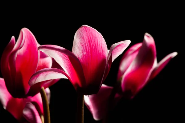 Ciclamens Rojos Sobre Fondo Negro — Foto de Stock