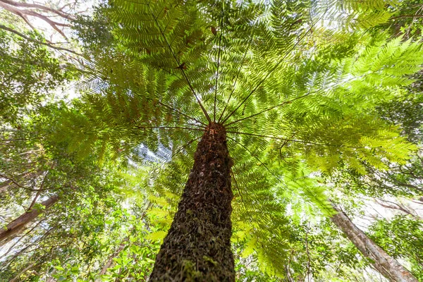 オーストラリア クイーンズランド州のスプリングブルック国立公園で巨大なシダの木を見上げます — ストック写真