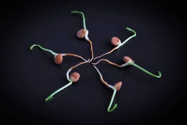 发芽的扁豆创造性地排列在有复制空间的黑色板上 呈星形 素食主义者和素食者的健康食品补充剂 浅水区深度 — 图库照片