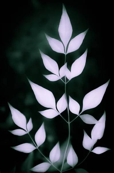葉を持つ枝の黒と白のイメージを様式化 — ストック写真