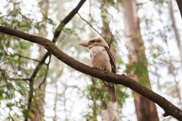 Kookaburra Vogel Zittend Een Tak Wazige Achtergrond — Stockfoto