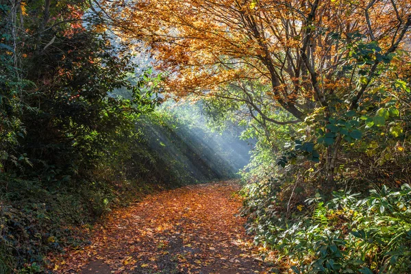 Beaux Rayons Soleil Tombant Sur Sentier Doré Vide Automne Image — Photo