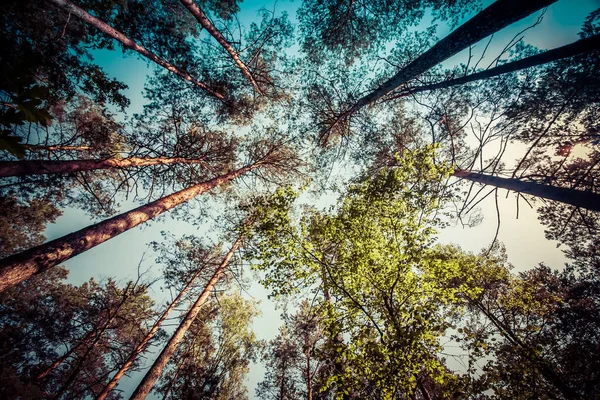 木の上と空を見上げ — ストック写真