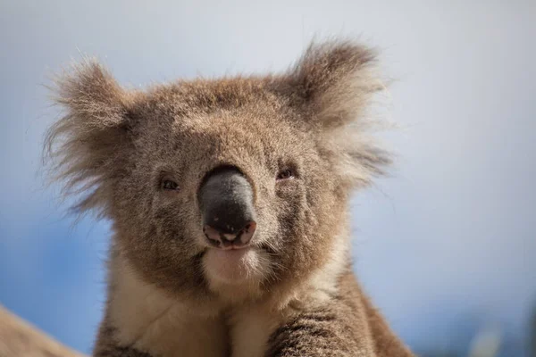 Penutup Ekstrim Koala Menatap Kamera — Stok Foto