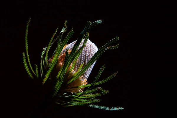 Australische Banksia Bloem Geïsoleerd Zwarte Achtergrond — Stockfoto