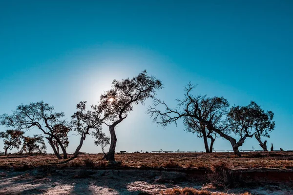 Sol Brilhando Através Gengivas Nas Margens Lago Bonnie Riverland Austrália — Fotografia de Stock