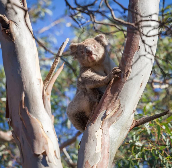 Koala Potret Duduk Pohon Eukaliptus — Stok Foto