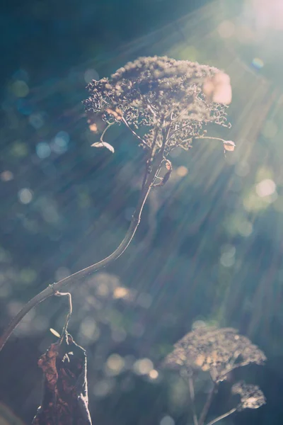 Lumière Brillante Sur Plante Sèche Énergie Durable Fond Flou Faible — Photo