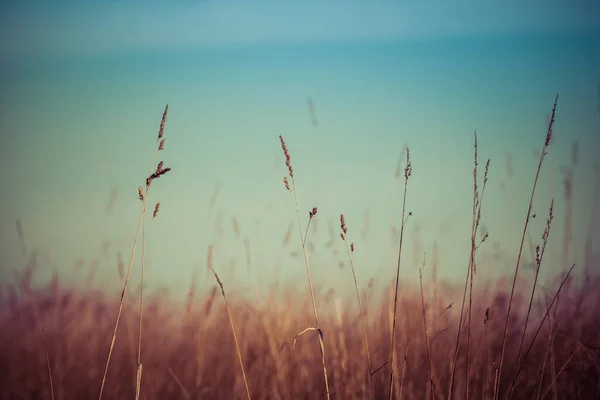 背景がぼやけている種の草の閉鎖 — ストック写真