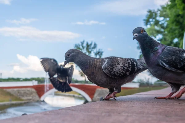 Pombos Curiosos Olhando Para Câmera — Fotografia de Stock
