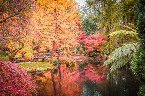 Pond with golden trees reflections in calm waters in autum