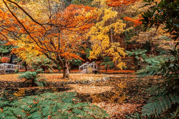 Dandenong Ranges, Melbourne Avustralya 'da güzel bir sonbahar.