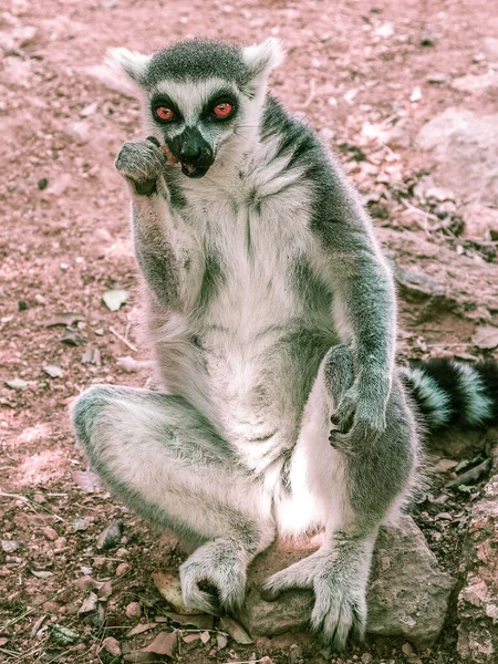 Ring Tailed Lemur Zittend Een Menselijke Houding Eten — Stockfoto