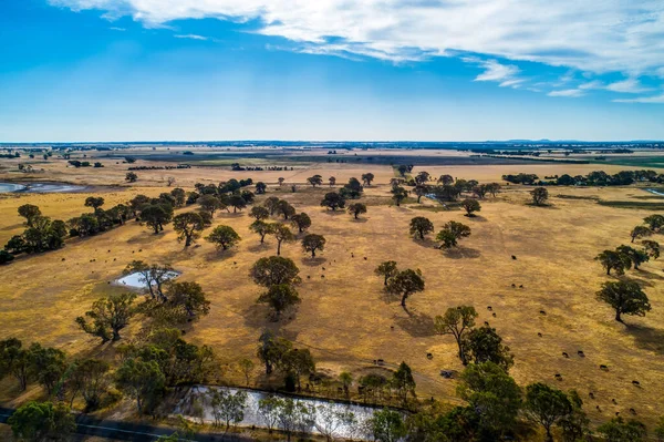 Vista Aérea Pastos Amarillos Interior Australiano Luz Del Día — Foto de Stock