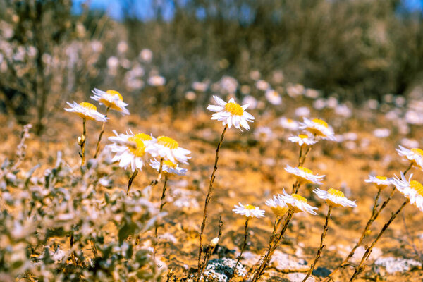 Small flowers in Australian desert