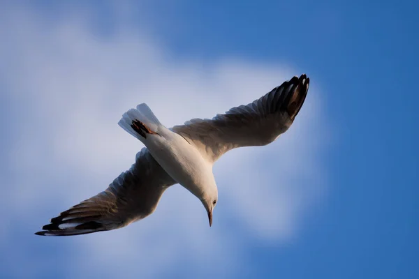 Close Van Zeemeeuw Vliegen Met Uitgespreide Vleugels — Stockfoto