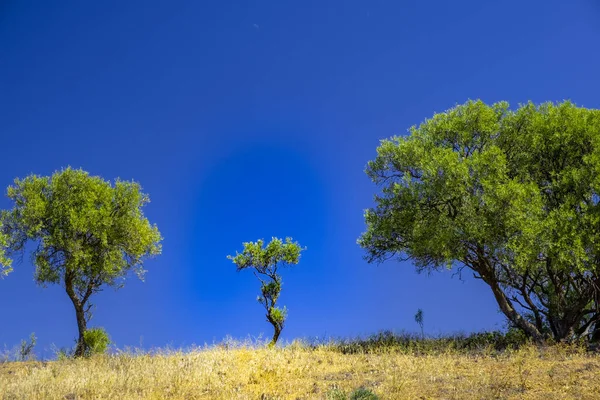 Árvores Nativas Austrália Sob Céu Azul Com Espaço Cópia — Fotografia de Stock