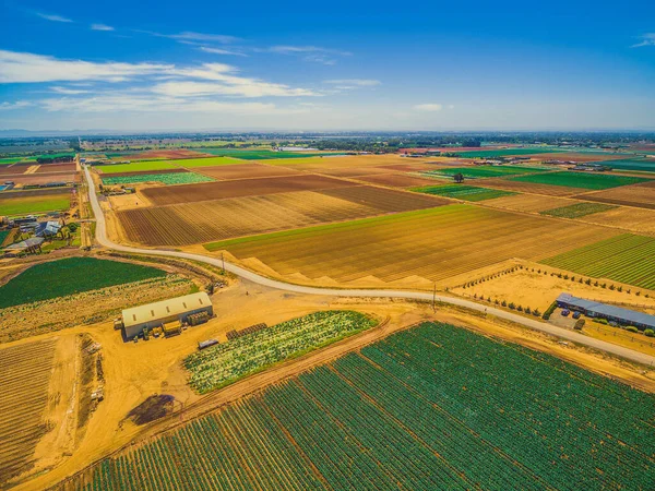 Ekin tarlalarının havadan manzarası - parlak yaz gününde kırsal yolda düz dikdörtgenler