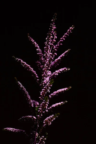 Ramo Nativo Australiano Decoración Planta Con Flores Pequeñas Color Rosa — Foto de Stock