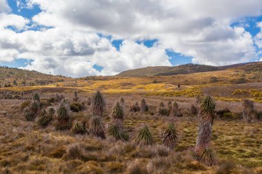 Güneşli bir günde Cradle Mountain Ulusal Parkı 'ndaki dağlık düzlüklerdeki doğal bitki örtüsü. Tazmanya, Avustralya