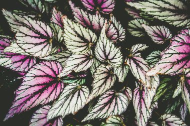 Begonya havai fişekleri arka plan dokusunu terk eder