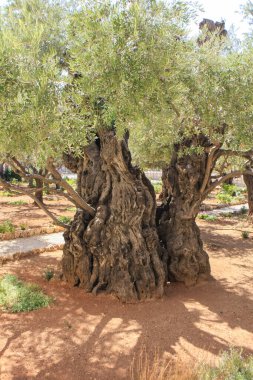 Vahşi doğadaki yaşlı ağaç.
