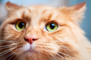 Güzel yeşil gözlü kızıl kedi - Aşırı yakın plan portresi