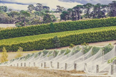 Arka planda güzel kırsal bölgeleri olan kuş ağlarıyla korunan üzüm asmaları.