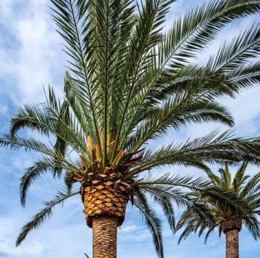 Gökyüzüne karşı büyük dekoratif palmiye ağaçları - yakın plan