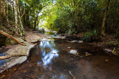Morans Creek 'in sakin suları Lamington Ulusal Parkı, QLD, Avustralya