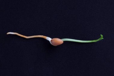 Mercimek filizi makro görüntüsü siyah arkaplanda kopyalama alanı ile izole edildi