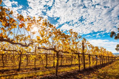 Rows of grape vines with golden leafs and sun flare in autumn in Australia clipart