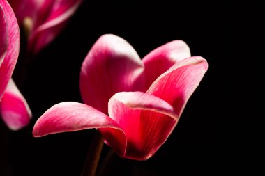 Koyu arkaplanda kırmızı çiçek