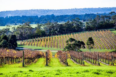 Scenic winery in autumn on Mornington Peninsula, Victoria, Australia clipart