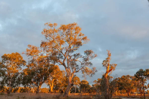 Rote Gummibäume Die Einem Orangefarbenen Lebendigen Sonnenuntergang Leuchten Riverland Südaustralien — Stockfoto