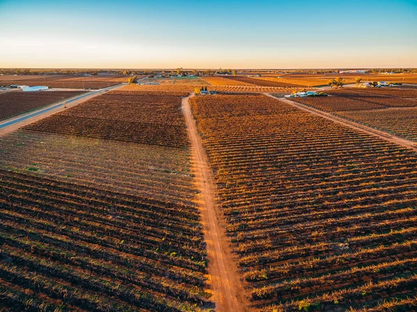 Fileiras Vinhas Vinhas Austrália Sul Inverno Pôr Sol — Fotografia de Stock