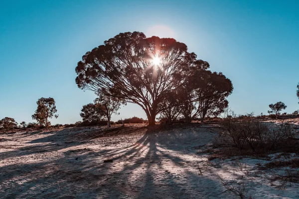 Sol Brilhando Através Bela Árvore Sul Austrália — Fotografia de Stock