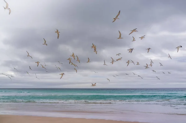 Zwerm Vogels Die Laag Boven Het Oceaanwater Vliegen — Stockfoto