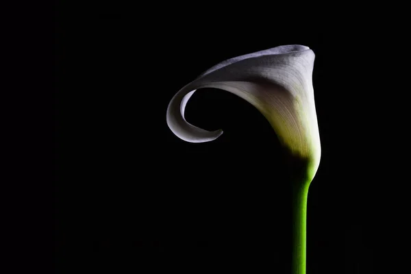 White Calla Lily Closeup Isolated Black Background Copy Space — Stock Photo, Image