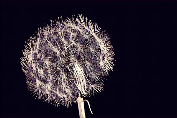 Dandelion Closeup Terisolasi Pada Latar Belakang Hitam Karya Seni Digital — Stok Foto