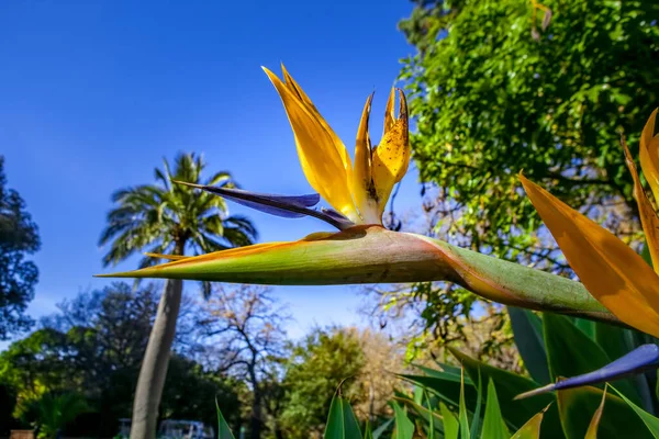 Pájaro Del Paraíso Flor Primer Plano —  Fotos de Stock