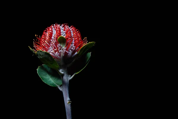 Flor Banksia Coccinea Aislada Sobre Fondo Negro Con Espacio Copia —  Fotos de Stock