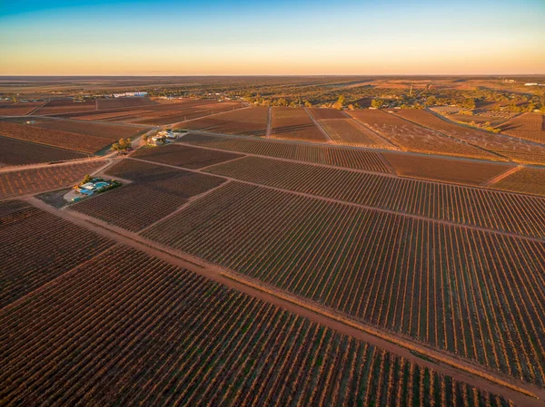 Vinhas Inverno Riverland Austrália Sul — Fotografia de Stock