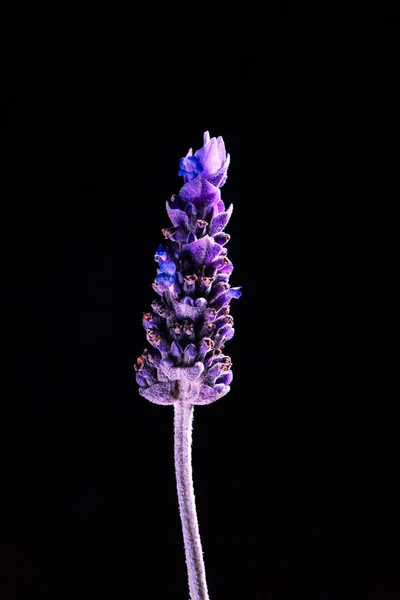 Verbazingwekkende Macro Afbeelding Van Lavendel Bloem Zwarte Achtergrond — Stockfoto