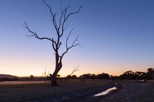 Zware Boom Silhouet Bij Zonsondergang — Stockfoto