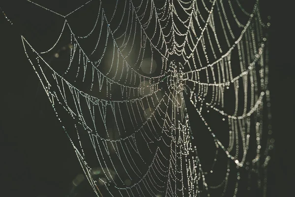 クモの巣とともに露は極端なクローズアップ上のぼやけた背景 — ストック写真