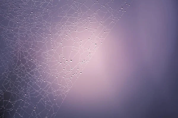 Extremo Close Teia Aranha Com Gotas Água Espaço Cópia — Fotografia de Stock