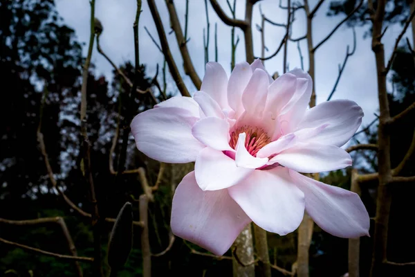 大型白色木兰花特写 — 图库照片