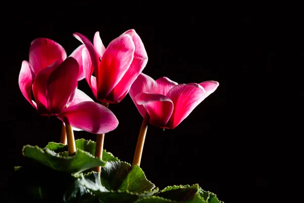 Ciclamens Rojos Negro Con Espacio Copia — Foto de Stock