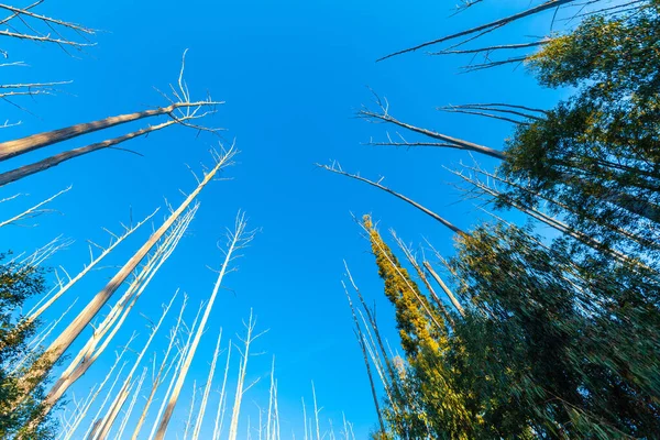 Looking Blue Sky Bare Trees — Stock Photo, Image